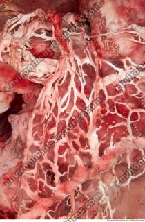 Photo Textures of RAW Pork Viscera